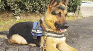 Ares cane poliziotto