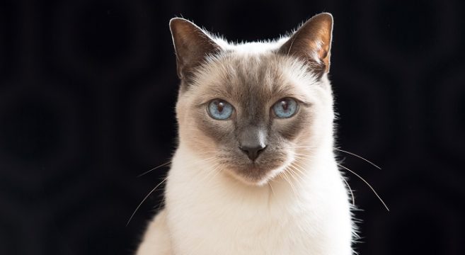 Gatto Siamese Felino Fedele E Chiacchiarone Petpassion