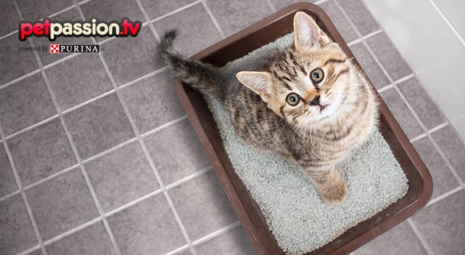 minzione frequente insufficienza renale di gatto