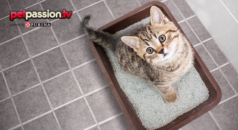 Benessere Degli Animali Consigli Per Cani E Gatti Petpassion