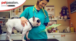 Quali sono i vaccini per i cani
