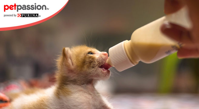 gattino abbandonato cura para la diabetes