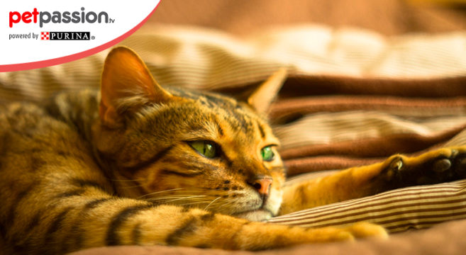 Gatto Savannah Tutto Su Caratteristiche E Carattere