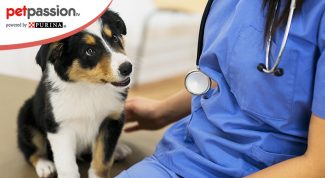 Definizione e rimedi per leptospirosi cane