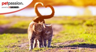 gatti in amore