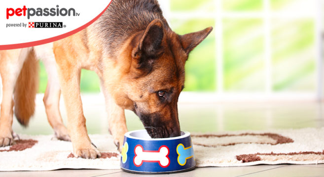 Alimentazione Cane Come Cambia Con Letà