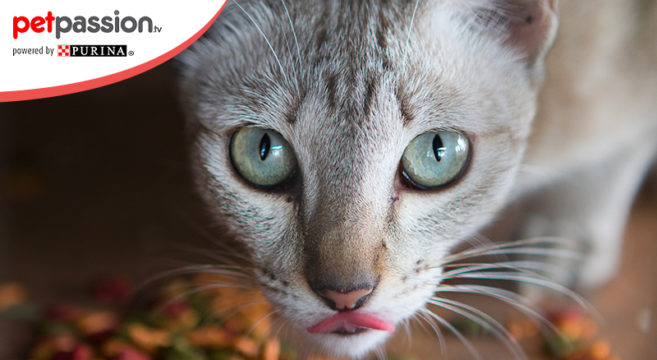 dieta senza gatti di cereali