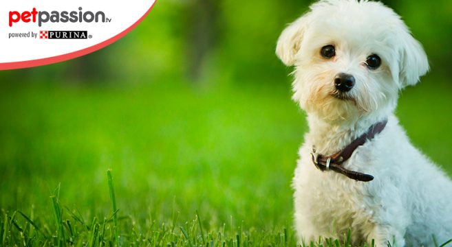 Cane Maltese La Razza Ideale Per La Famiglia Petpassion