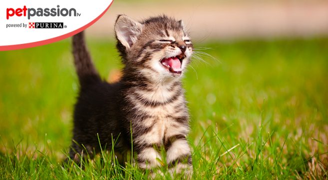 Gatto Che Miagola Significato Del Miagolio Petpassion