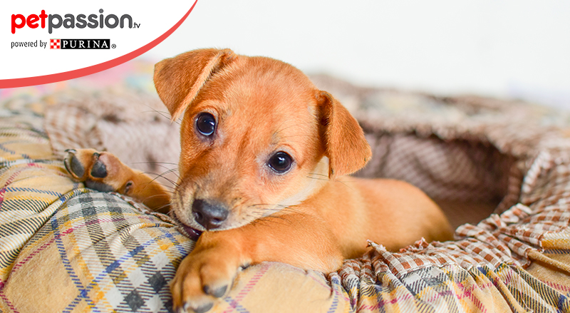 Cuccia del cane, come scegliere la più adatta