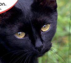 Gatto nero manto scuro