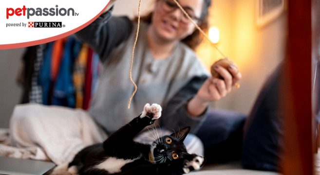 Giochi Per Gatti Fai Da Te Suggerimenti Per Realizzarli In Casa Petpassion