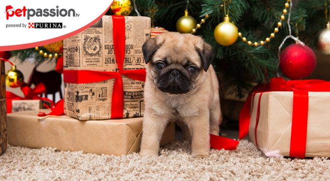 Immagini Di Cani Di Natale.Cuccioli Di Cane E Gatto Come Accoglierli In Casa Petpassion