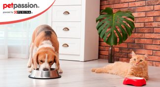 Differenza dieta cane e gatto