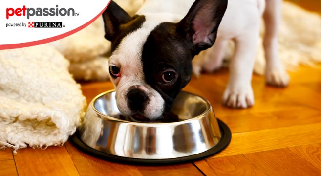 Come Gestire Lalimentazione Cane Cucciolo Petpassion