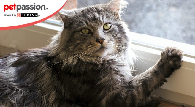 Malattie Del Gatto Anziano Come Affrontarle Petpassion