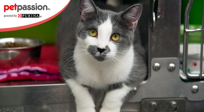 7 Motivi Per Adottare Un Gatto In Difficoltà Petpassion