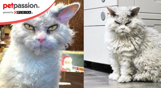 Pompous Albert Gatto Arrabbiato Più Famoso Del Web Petpassion