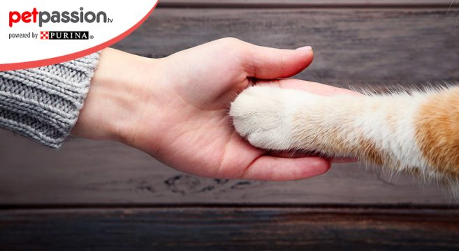 Il gatto può dare la zampa ecco come fare PetPassion