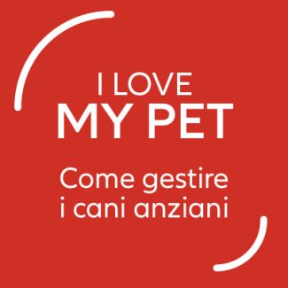 come gestire i cani anziani