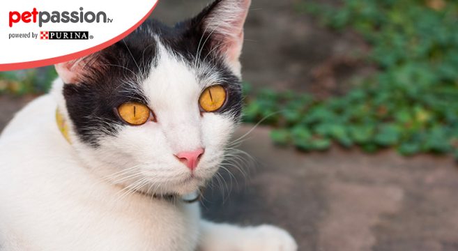 Gatto Asian Cosa Sapere Su Questa Razza Petpassion