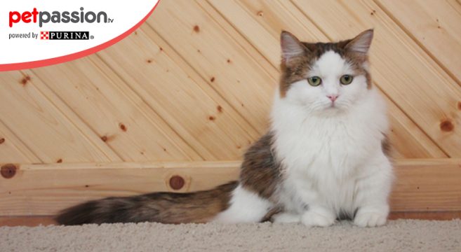 Gatto Napoleone Aspetto Carattere E Caratteristiche Petpassion
