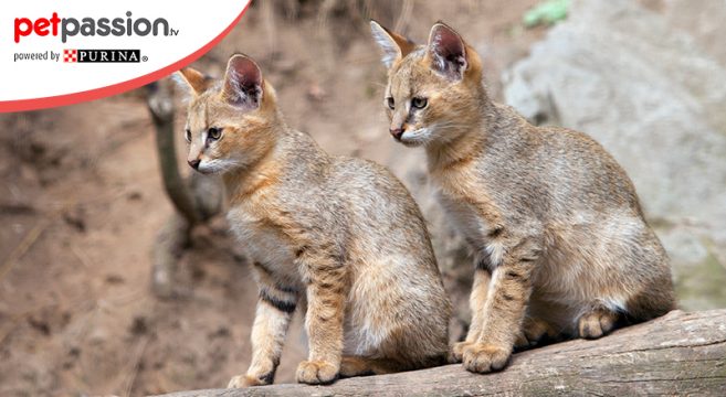 Gatto Chausie Caratteristiche E Alimentazione Petpassion