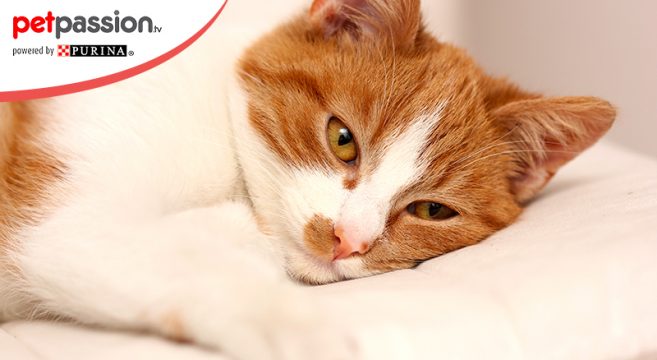 Albumina Bassa Nel Gatto Cause E Rimedi Petpassion