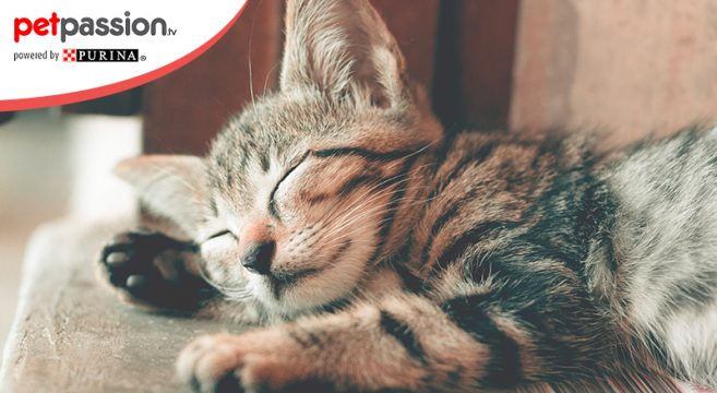 Febbre Nel Gatto Come Riconoscerne I Sintomi Petpassion