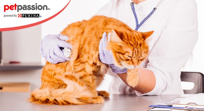 Diabete Nel Gatto Come Riconoscerlo E Quali Sono I Sintomi Petpassion