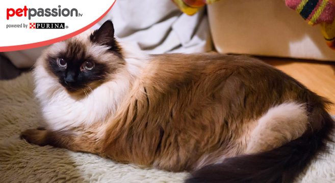 Gatto Burmese Origini E Carattere Di Questa Razza Petpassion