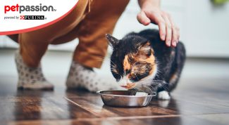 Alimentazione naturale cane e gatto