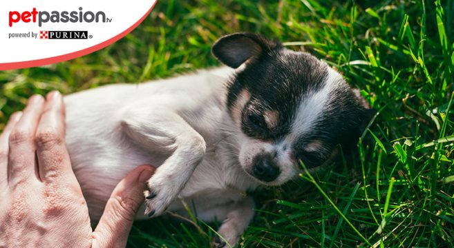 Pancia Gonfia Nel Cane Cause E Rimedi Petpassion