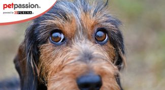 Malattie degli occhi del cane: cheratite