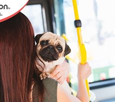 Cani gratis sui mezzi pubblici a milano
