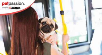 Cani gratis sui mezzi pubblici a milano
