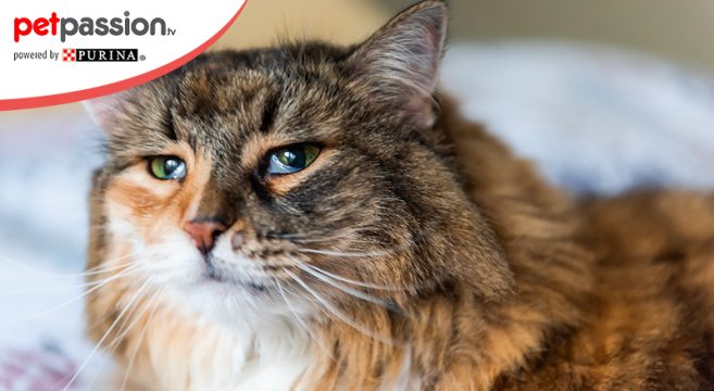 terza palpebra di gatto abbassata e dimagritat
