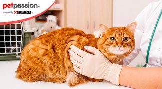 sterilizzazione gatti roma