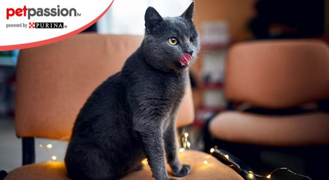 Siti di incontri amanti dei gatti