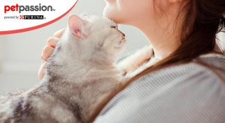 Pro e contro castrazione gatto maschio