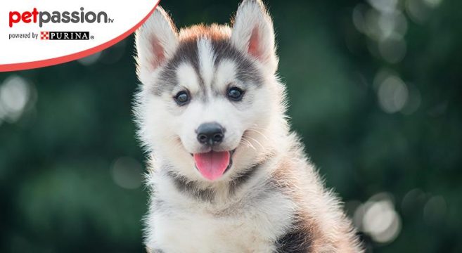 Siberian Husky Cucciolo Carattere Ideale Per I Bambini Petpassion