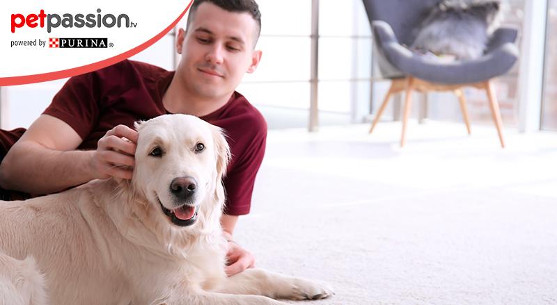 Cani da compagnia e appartamento 7 cose da sapere PetPassion