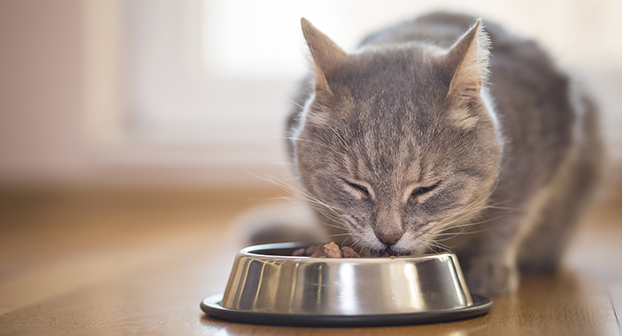 Migliorare il sistema immunitario del gatto con l'alimentazione