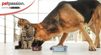 cane mangia cibo gatto