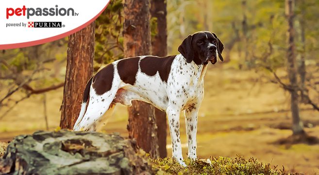 Tutte Le Informazioni Sul Cane Pointer Inglese Petpassion