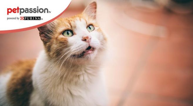 Perché il gatto si sveglia presto e miagola? | PetPassion