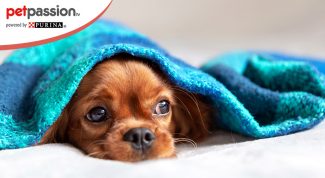 come curare cane raffreddore