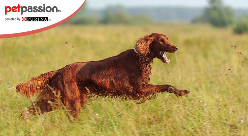 Setter irlandese, caratteristiche principali | PetPassion