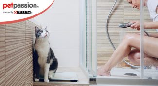 Gatto ti segue in bagno