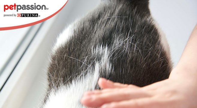 Perdita Del Pelo Nel Gatto Cause E Cosa Fare Petpassion